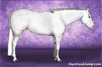 Horse Color:White Spotted Palomino Splash 