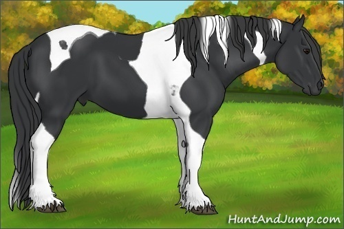 Horse Color:Black Tobiano 
