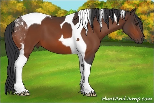 Horse Color:Bay Tobiano 
