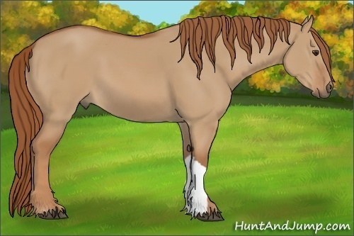 Horse Color:Red Dun 