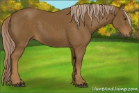 Horse Color:Chocolate Palomino 