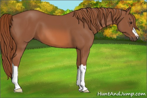Horse Color: Chestnut 