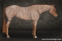 Horse Color:Red Roan 