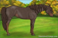 Horse Color:Liver Red Roan 