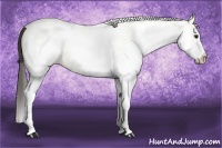Horse Color:White Spotted Buckskin 