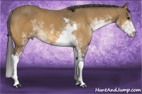 Horse Color:Buckskin Sabino