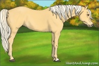 Horse Color:Palomino 