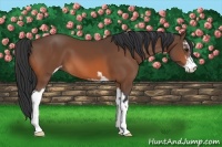Horse Color:Bay Sabino 