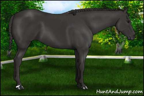 Horse Color: Smoky Black 