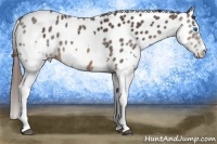 Horse Color:Brown Splash Leopard Rabicano  Brindle