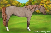 Horse Color:Liver Red Dun Roan 