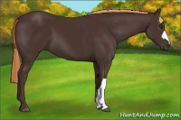 Horse Color:Liver Chestnut 