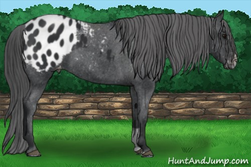 Horse Color: Brown Sabino Blanket 