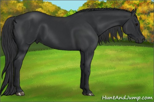 Horse Color: Bay 