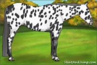 Horse Color:Black Near Leopard 