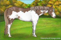 Horse Color:Liver Chestnut Splash Frame 