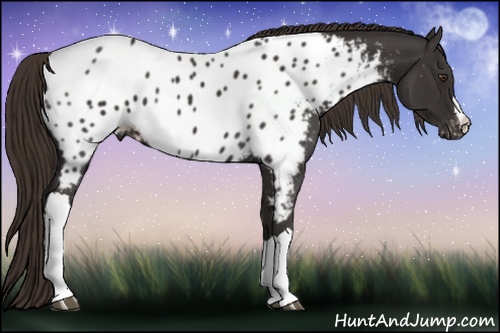 Horse Color: Liver Chestnut Near Leopard 