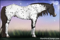 Horse Color:Liver Chestnut Appaloosa