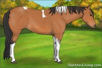Horse Color:Bay Tobiano 