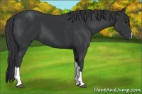 Horse Color:Black 