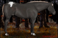 Horse Color:Liver Chestnut Snowcap 