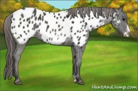 Horse Color:Smoky Black Frame Appaloosa Rabicano 