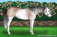 Horse Color:Gray Bay Splash 