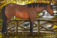 Horse Color:Bay  Brindle