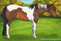 Horse Color:Bay Tobiano 