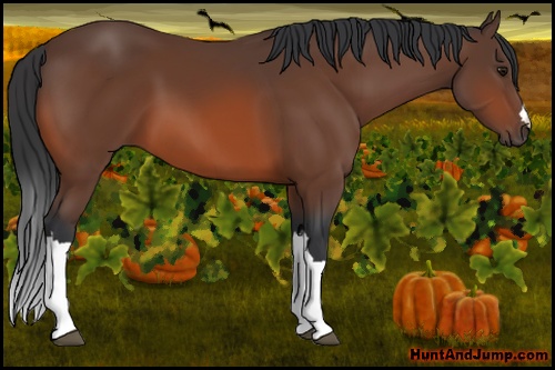Horse Color: Bay 