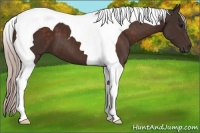 Horse Color:Silver Bay Tobiano 