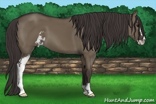Horse Color: Smoky Grullo Sabino 