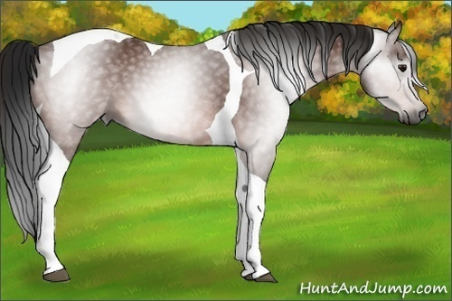 Horse Color:Gray Bay Tobiano 