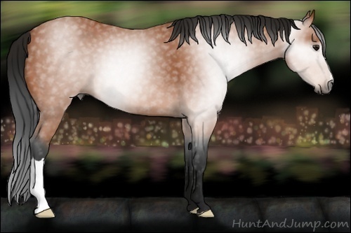 Horse Color:Gray Bay 