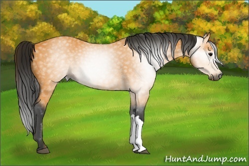 Horse Color:Gray Buckskin 