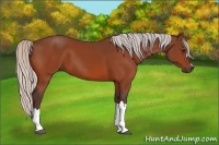 Horse Color:Silver Bay 