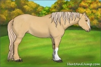 Horse Color:Palomino Dun 