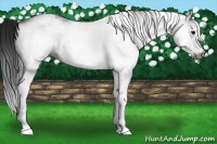 Horse Color:Gray White Spotted Black 