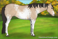 Horse Color:White Spotted Bay Dun