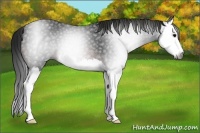 Horse Color:Gray Brown Splash 