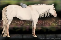 Horse Color:Gold Champagne Dun 