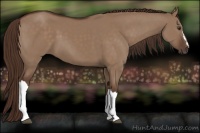 Horse Color:Liver Red Dun 