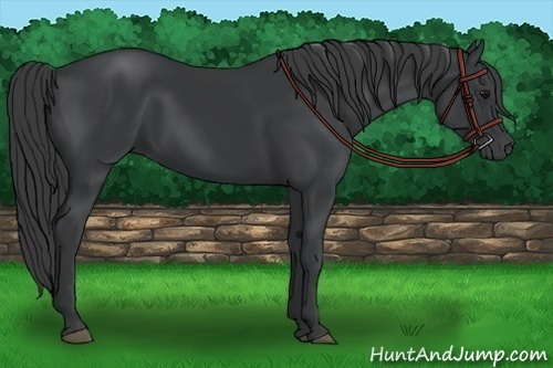 Horse Color: Black 