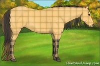 Horse Color:Plaid  Buckskin 