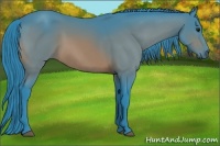 Horse Color:Watercolor Bay 