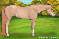 Horse Color:Gold Champagne 