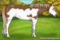 Horse Color:Chestnut Splash Frame