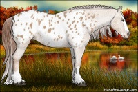 Horse Color:Red Dun Roan Splash Appaloosa Rabicano 