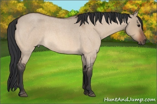 Horse Color:Bay Roan Dun