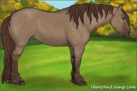 Horse Color:Liver Red Dun